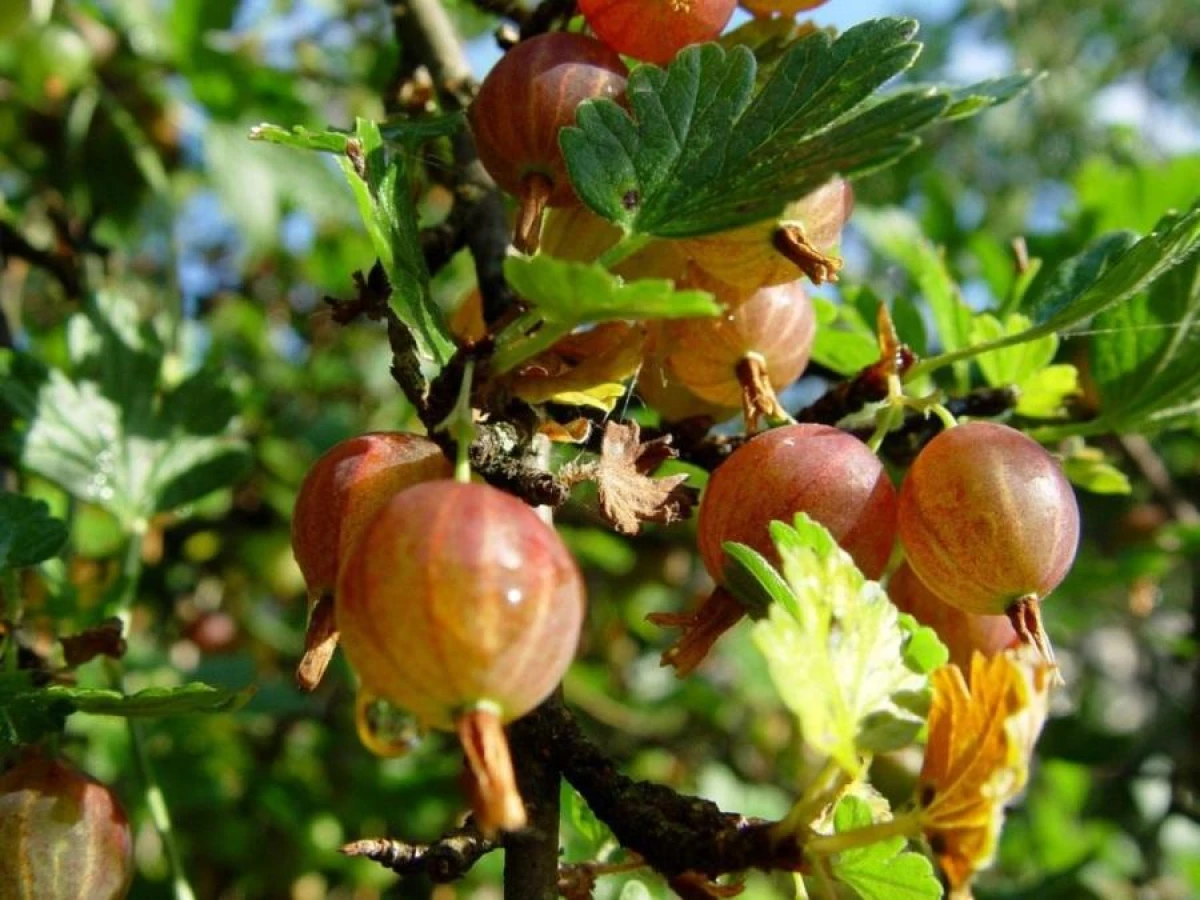 Efektīvs mēslojums ērkšķogām: lielas un saldas ogas