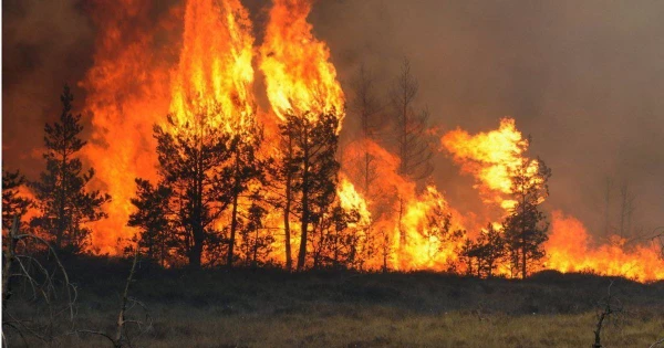 Šogad dzēsti 169 meža ugunsgrēki