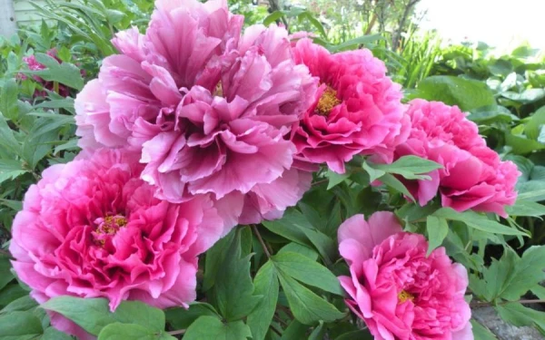 Kā padarīt peonijas kuplas un ilgziedošas