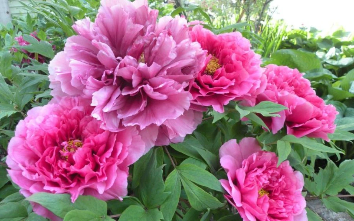 Kā padarīt peonijas kuplas un ilgziedošas