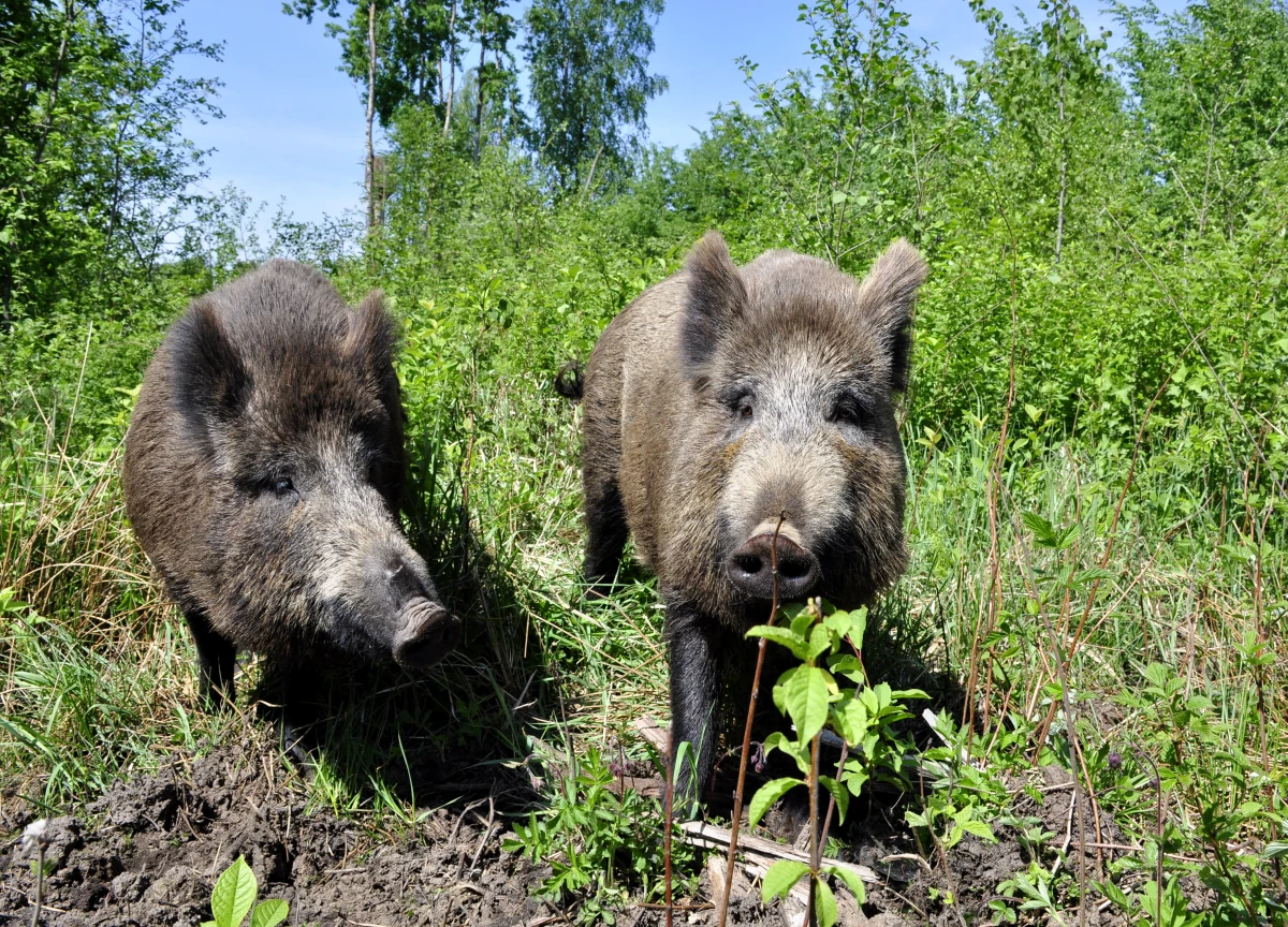 Āfrikas cūku mēris pagājušajā nedēļā konstatēts 16 mežacūkām