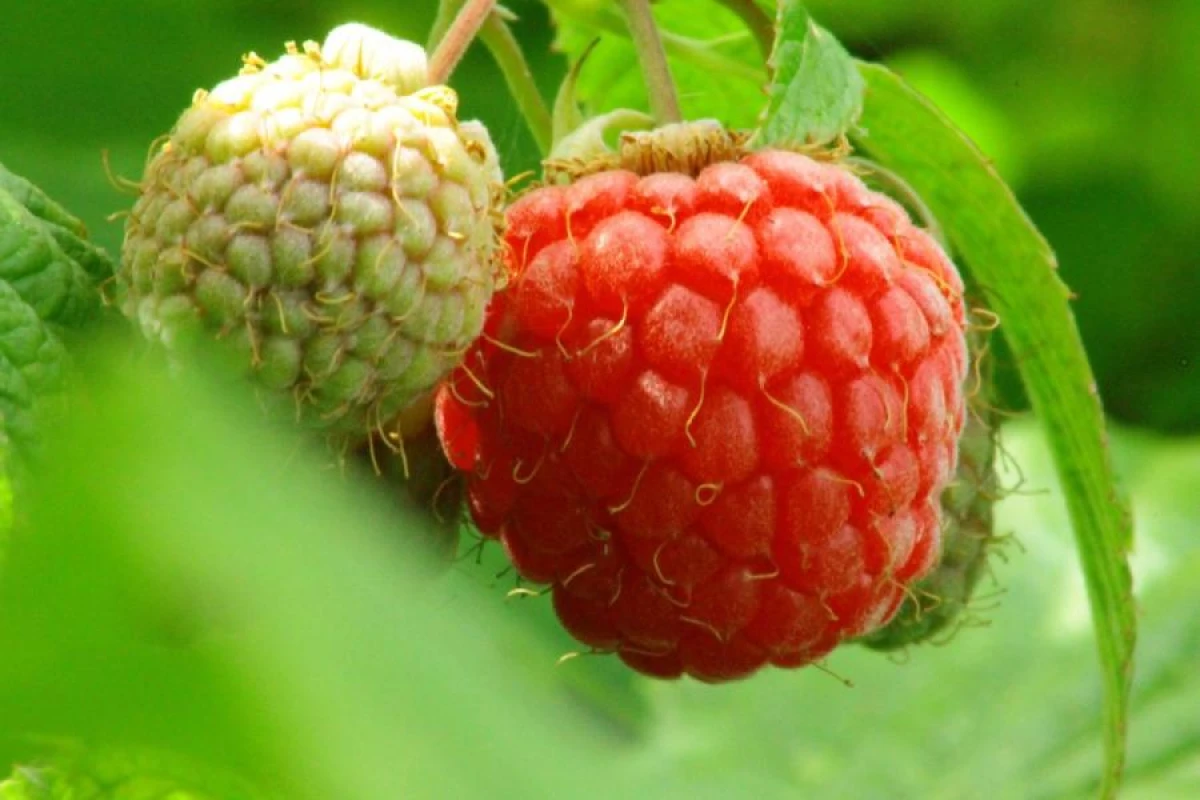 Kā pareizi pabarot avenes, lai iegūtu saldas un lielas ogas