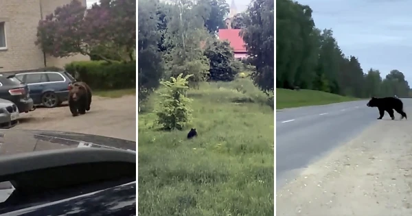 Медведь в Екабпилсе.