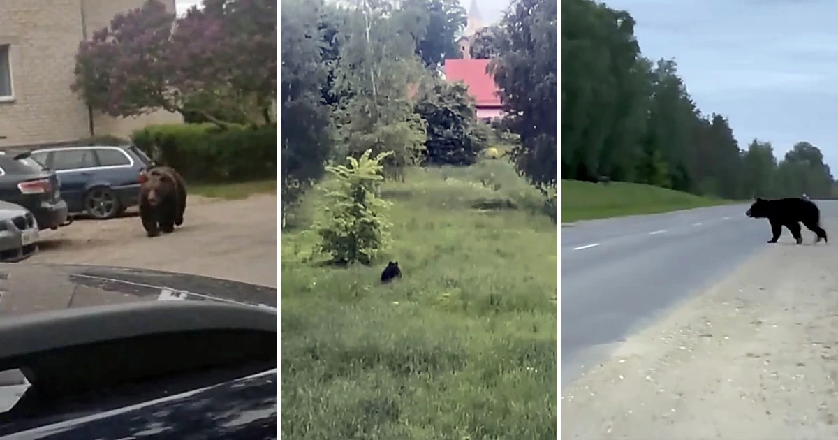 Медведь в Екабпилсе.