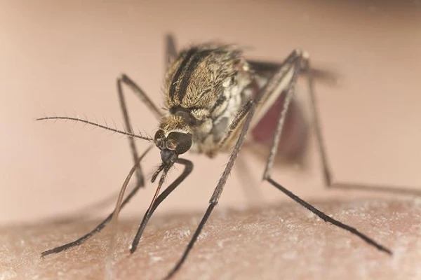 Kā pasargāt māju no mušām un odiem: divi vienkārši tautas līdzekļi