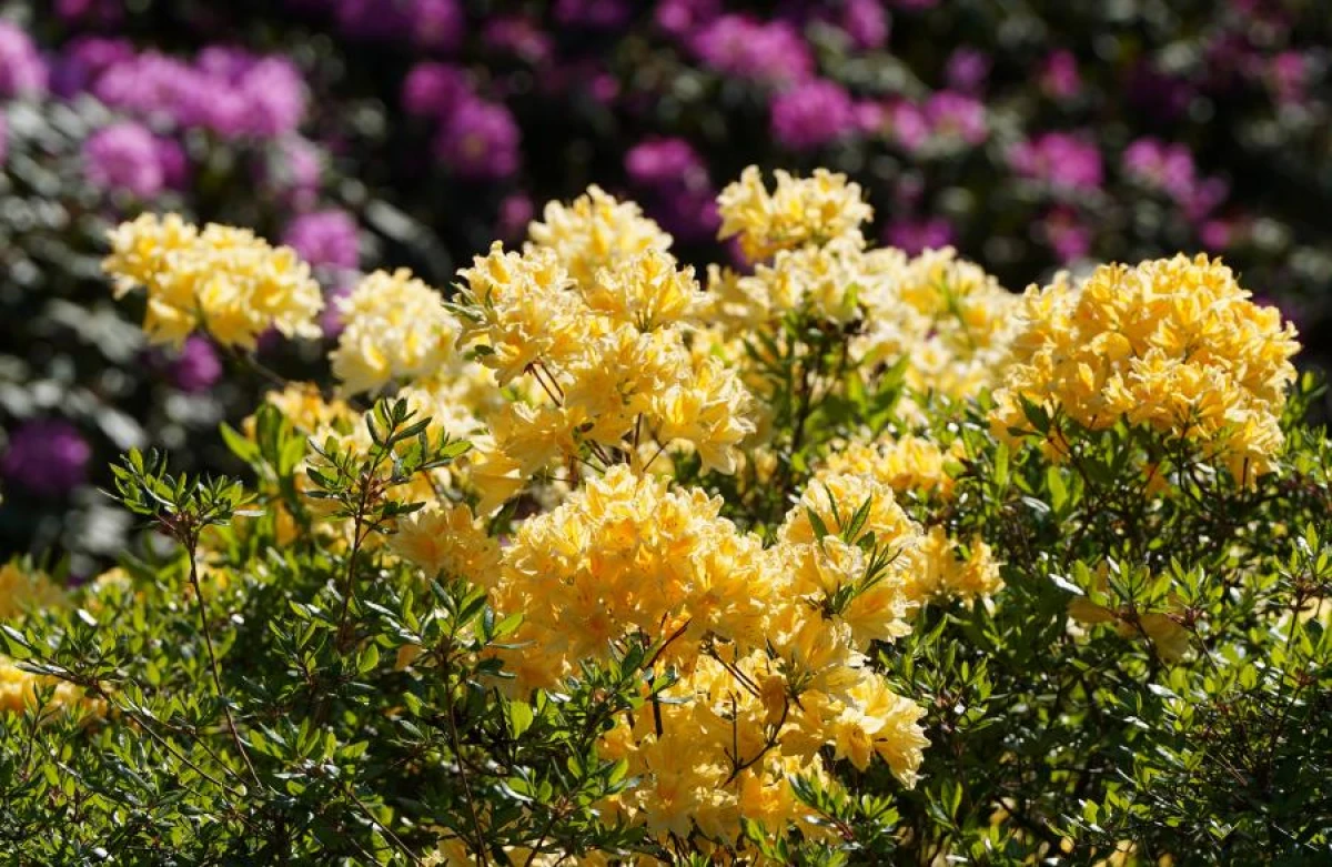 LU Botāniskajā dārzā sākuši ziedēt rododendri