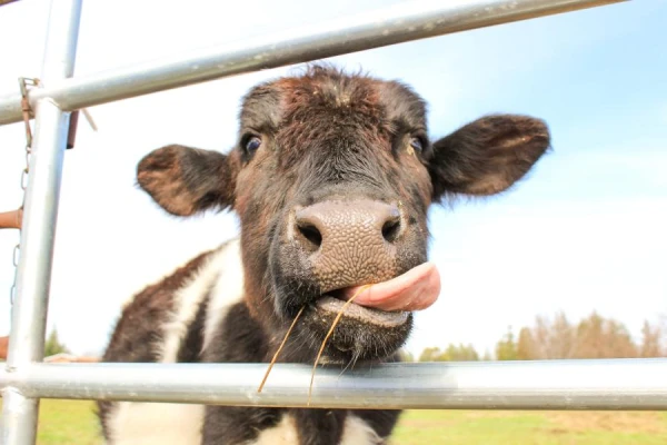 Ragainā laime: pārsteidzoši fakti par govīm