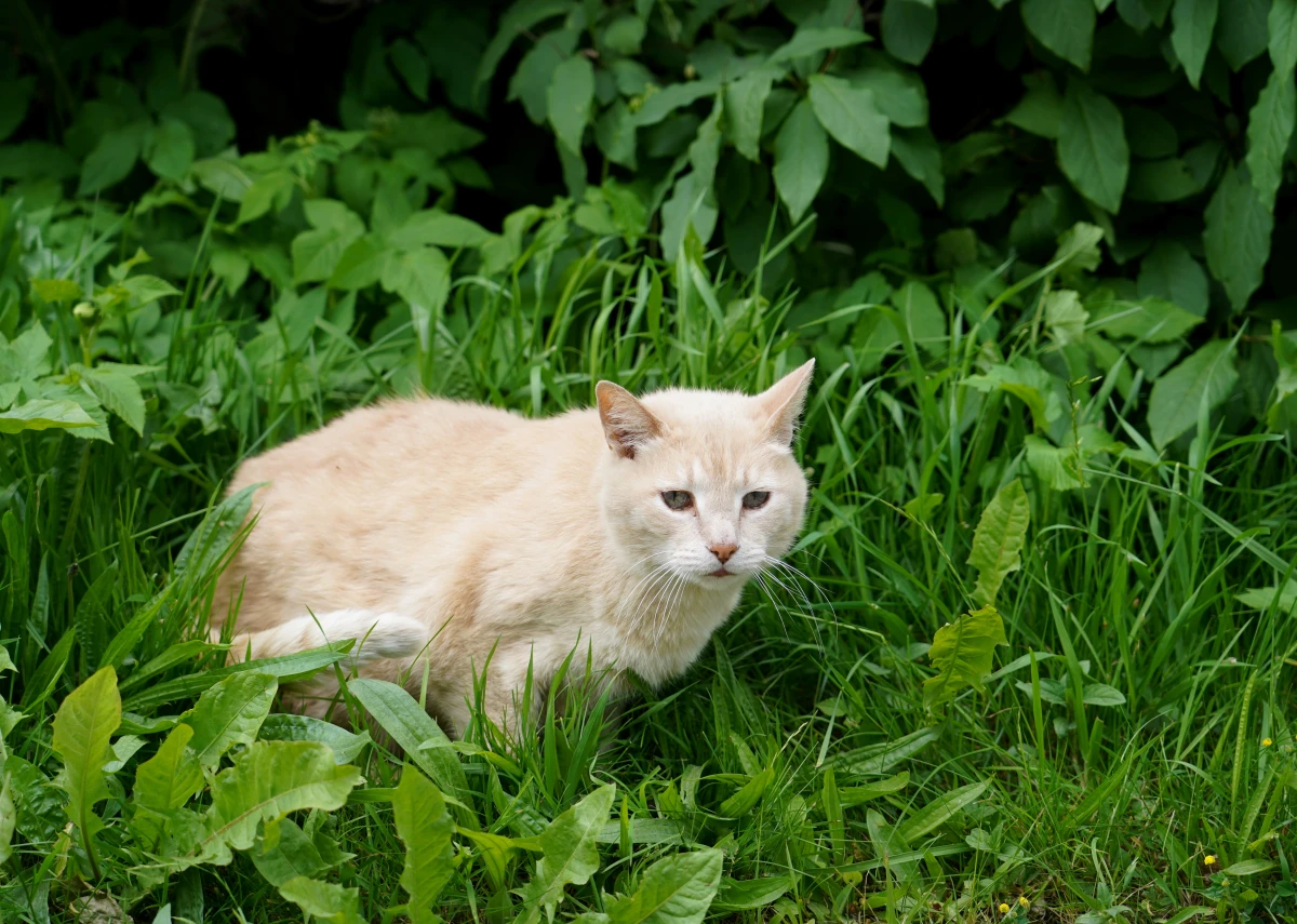 Кот в траве