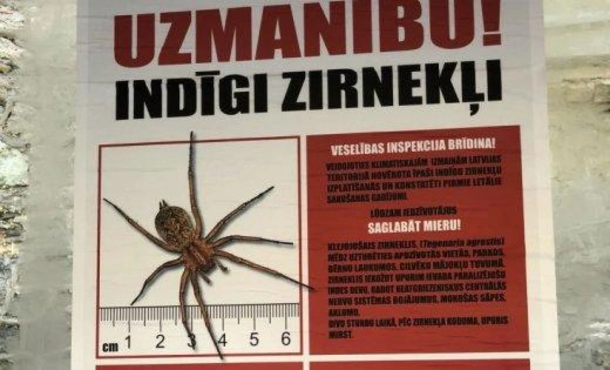 Kāpēc mēs baidāmies no zirnekļiem: fobijas iemesli