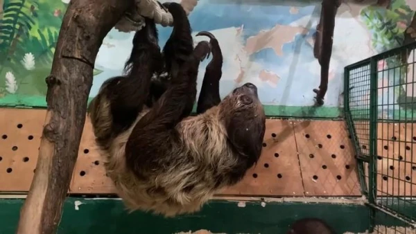 Kāpēc slinki bieži karājas ar galvu uz leju?