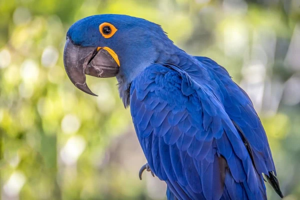 Kakadu papagaiļi un cilvēki: cīņa par piekļuvi atkritumiem Austrālijā