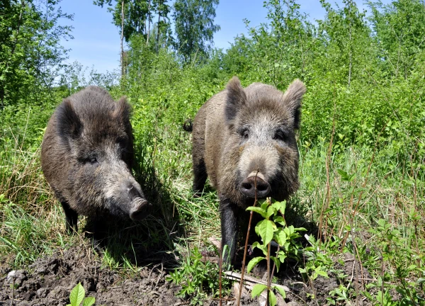 Āfrikas cūku mēris pagājušajā nedēļā konstatēts 10 mežacūkām