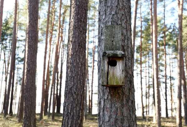 Naktī dažviet Vidzemē gaisa temperatūra pazemināsies līdz nullei