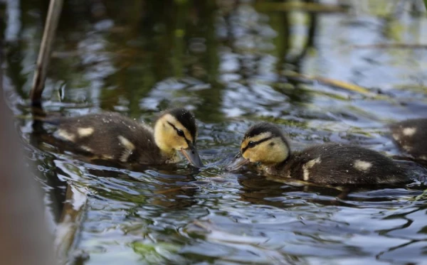 Maija pirmajā dienā gaiss iesils līdz +20 grādiem