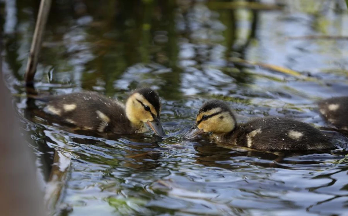 Maija pirmajā dienā gaiss iesils līdz +20 grādiem