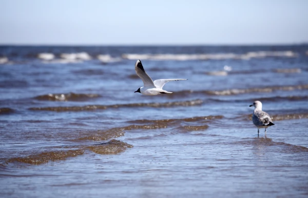 Ūdens temperatūra peldvietās nepārsniedz deviņus grādus