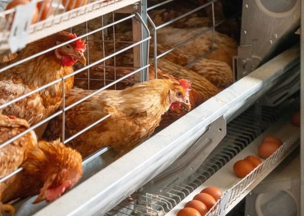 Ziņojums: Sprostu aizliegums skartu tikai nelielu daļu olu ražotāju