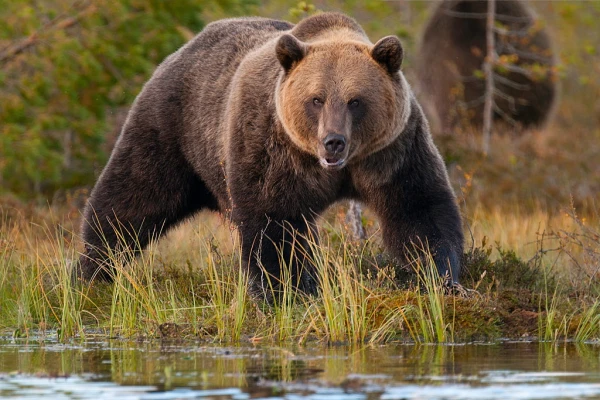 Polijā lācis saplosījis sievieti