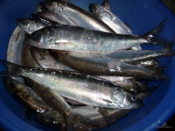 LLKC atgādina makšķerniekiem par prasību reģistrēt reņģu lomus