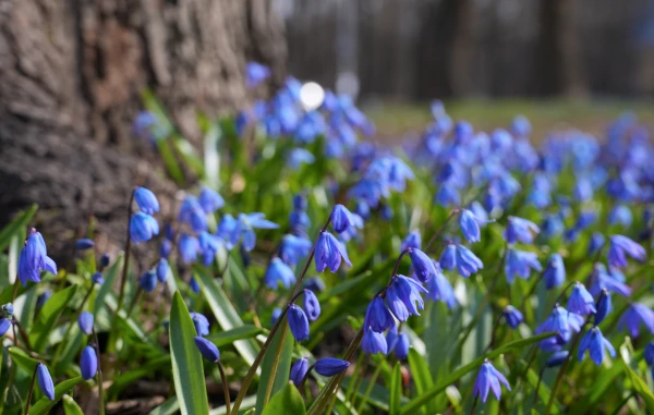 Otrdienas rīts skaidrs un dzestrs