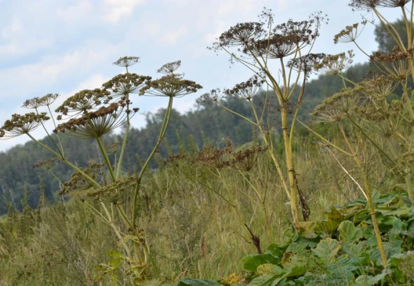 Smiltenes novadā var saņemt finansējumu Sosnovska latvāņa izplatības ierobežošanai