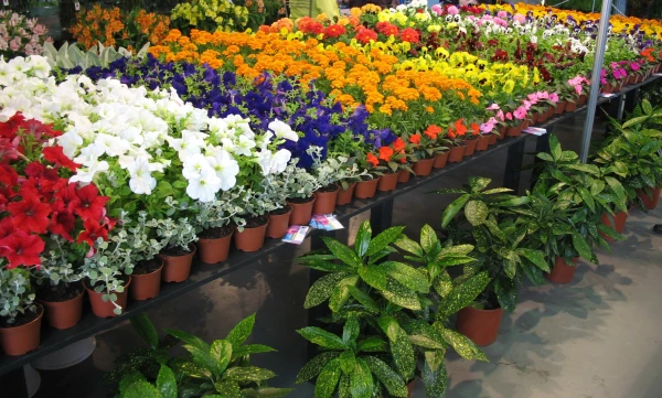 Maijā Siguldā notiks Stādu parāde