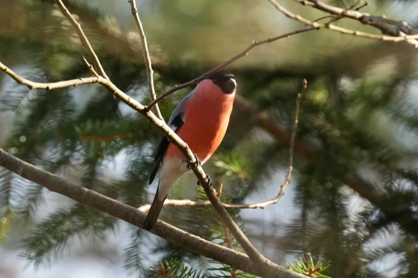 Tuvākajās dienās gaiss lēnām iesils un būs maz nokrišņu