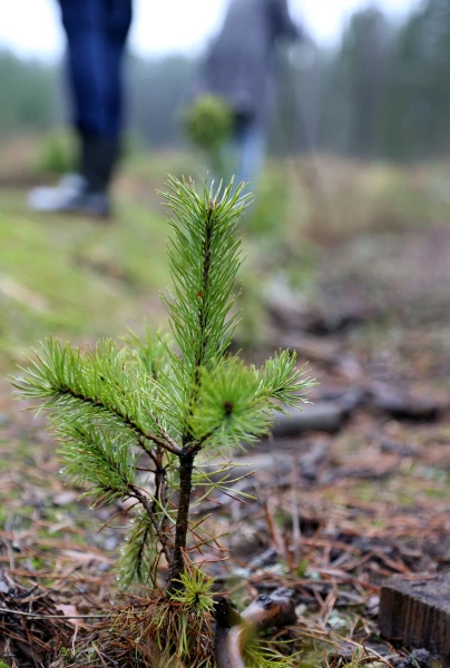 «Latvijas valsts mežu» četrās kokaudzētavās sākusies jauno meža stādu sēšana