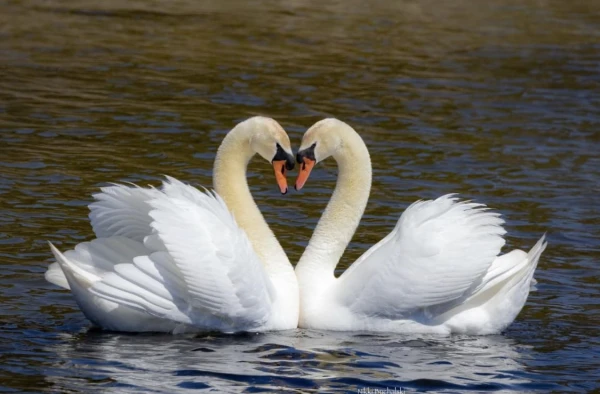 Augsti patogēnās putnu gripas gadījumi savvaļas putniem martā Latvijā nav konstatēti