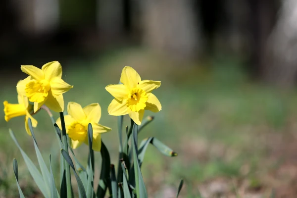 Svētdien gaiss vietām iesils līdz +16 grādiem