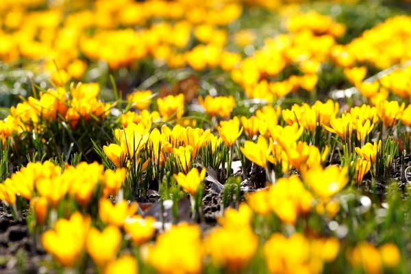 Latvijā saglabājas līdz astoņiem grādiem silts laiks