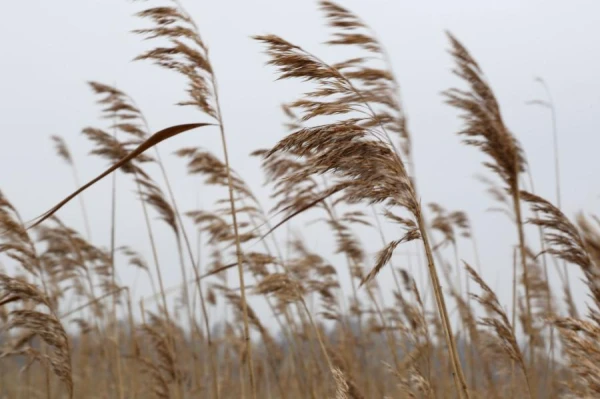 Ceturtdien Latvijas austrumu daļā gaidāms lietus, Kurzemē - brāzmains vējš