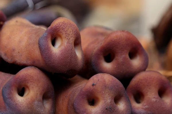 Cūkgaļas cena Latvijā janvārī samazinājusies par 5%