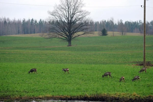 No aprīļa vidus lauksaimnieki varēs pieteikties platību maksājumiem