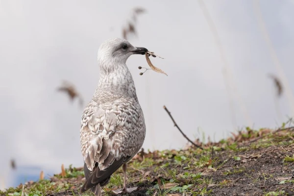 Latvijā gaidāma pavasarīgi silta un saulaina