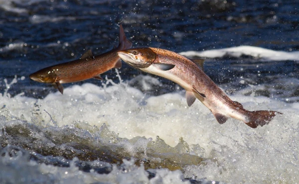 «Bior»: Lašu populācija Latvijas upēs joprojām nesasniedz bioloģiski drošus un ilgtspējīgi izmantojamus apmērus