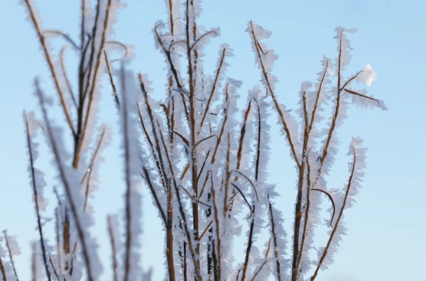 Naktīs daudzviet Latvijā tuvākajās dienās gaidāms neliels sals