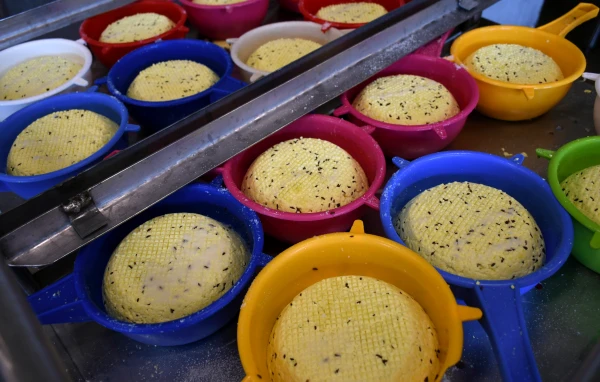 «Siera klubs»: Pērn Latvijā siera un biezpiena ražošanas apmēri pieauga par 13%