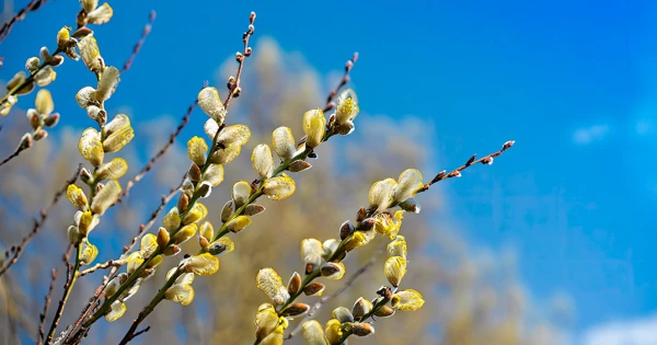 Līdz svētdienai saglabāsies saulains laiks