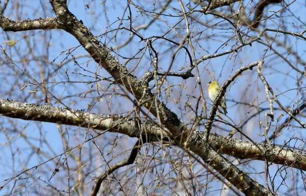 Daudzviet Latvijā skaidras debesis