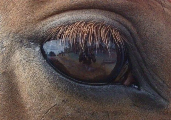 Šolks: Kopš pārtikas cenu memoranda parakstīšanas vietējā piena īpatsvars veikalos nav mainījies