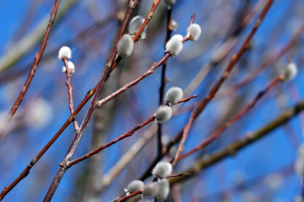 Pirmdien gaiss iesils līdz +15 grādiem