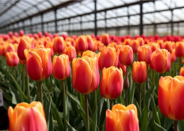 Ziedu audzētāji: Šoziem lielākais izaicinājums bijis apkures cenu kāpums
