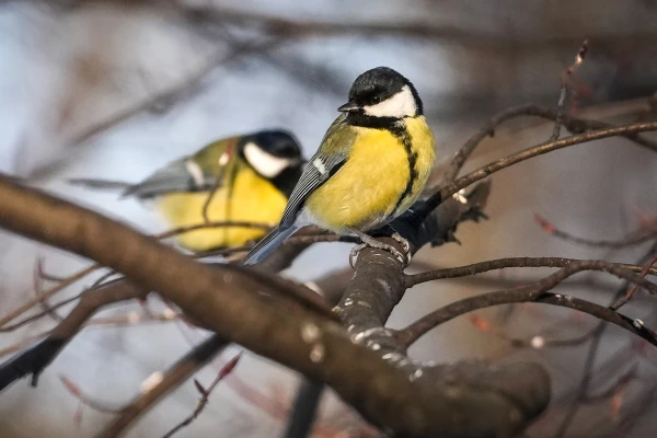 Otrdien nav gaidāmi būtiski nokrišņi