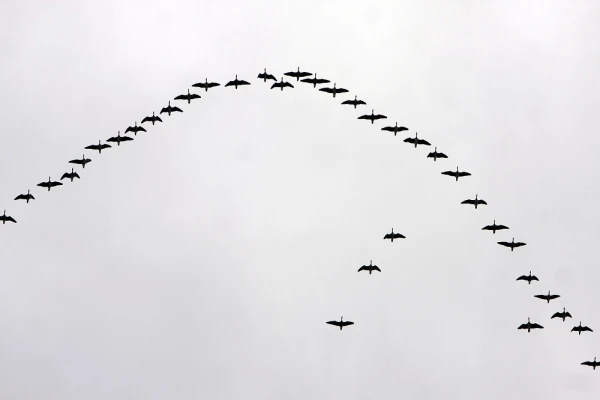 Latvijā sāk atgriezties gājputni un tecēt kļavu sulas