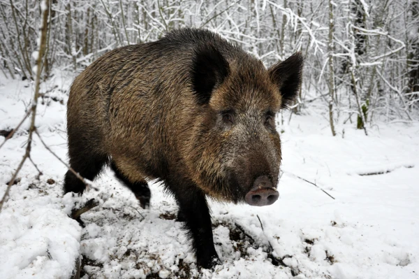 Āfrikas cūku mēris pagājušajā nedēļā konstatēts 25 mežacūkām