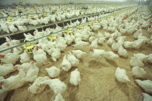 «Ķekava Foods»: PVN likmes samazināšana putnu gaļai var kļūt par nozīmīgu pavērsienu pārtikas tirgū