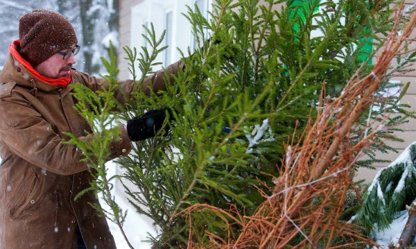 Iedzīvotāji iniciatīvā «Lai Tava eglīte dāvā siltumu» pārstrādei nodevuši vairāk nekā 18 500 Ziemassvētku eglīšu