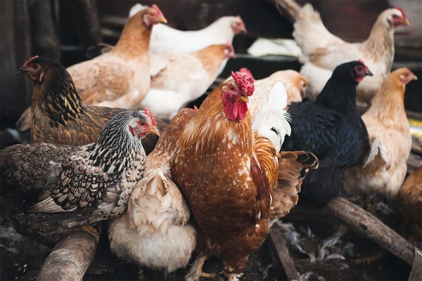 No ugunsgrēka Rendas pagastā izglābtas 40 vistas