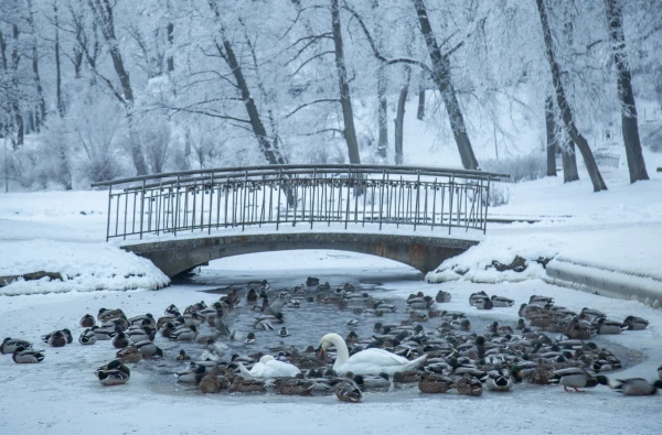 Arī nakts uz otrdienu daudzviet Latvijā būs aukstāka par -20 grādiem